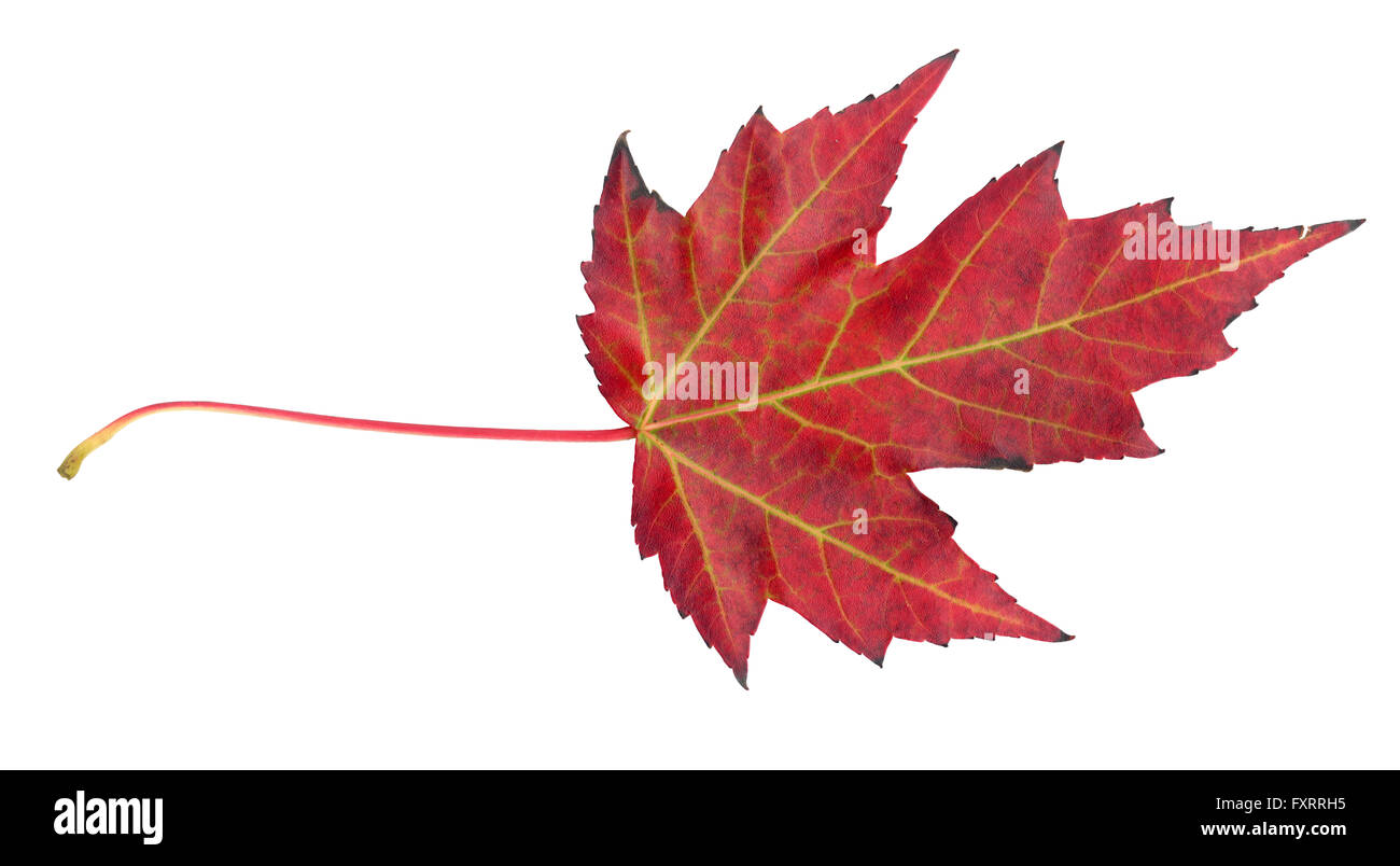 Maple leaf in autumn, Acer platanoides, top side of the leaf surface, isolated Stock Photo