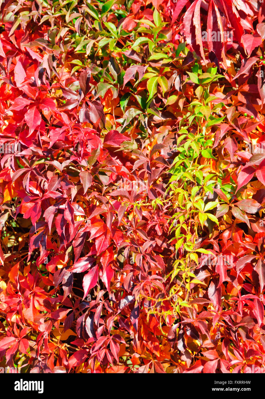 Purple virginia creeper hires stock photography and images Alamy