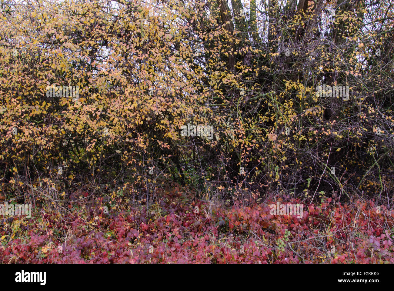 Hedge with willow, blackthorn, hawthorn and blackberry bush in autumn