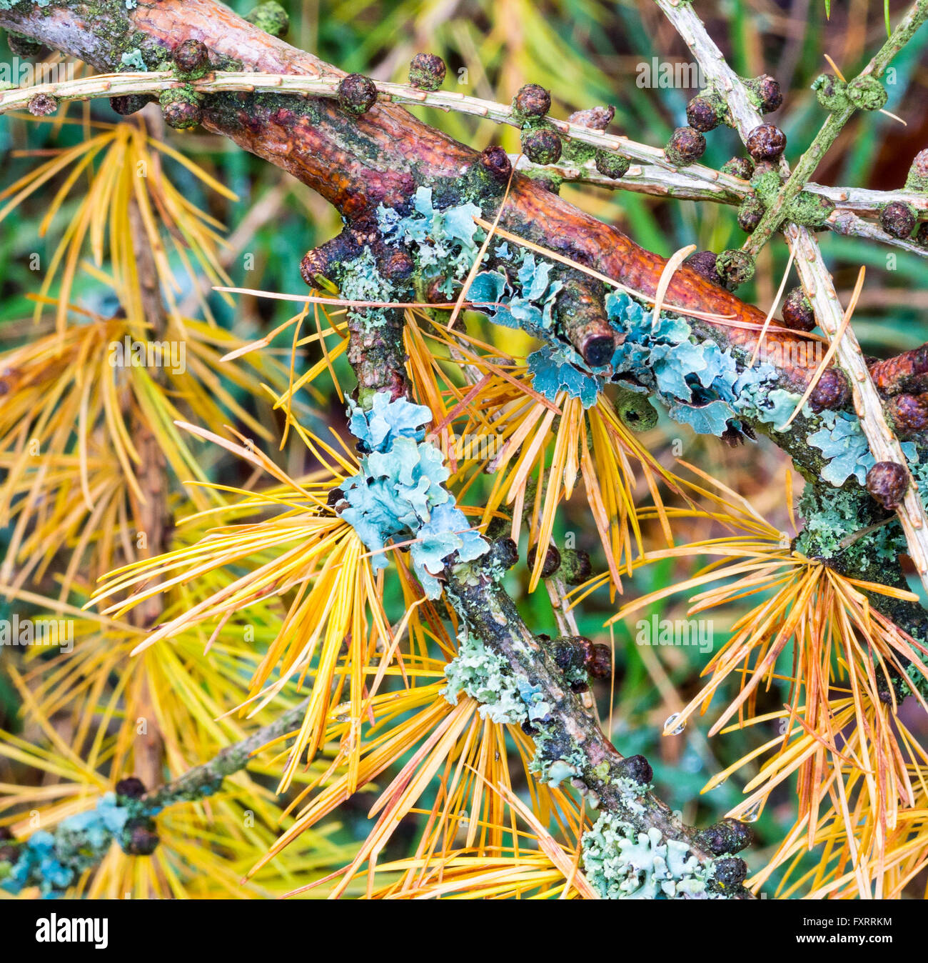 Lichens on the branch of a larch with autumn-colored leaves Stock Photo