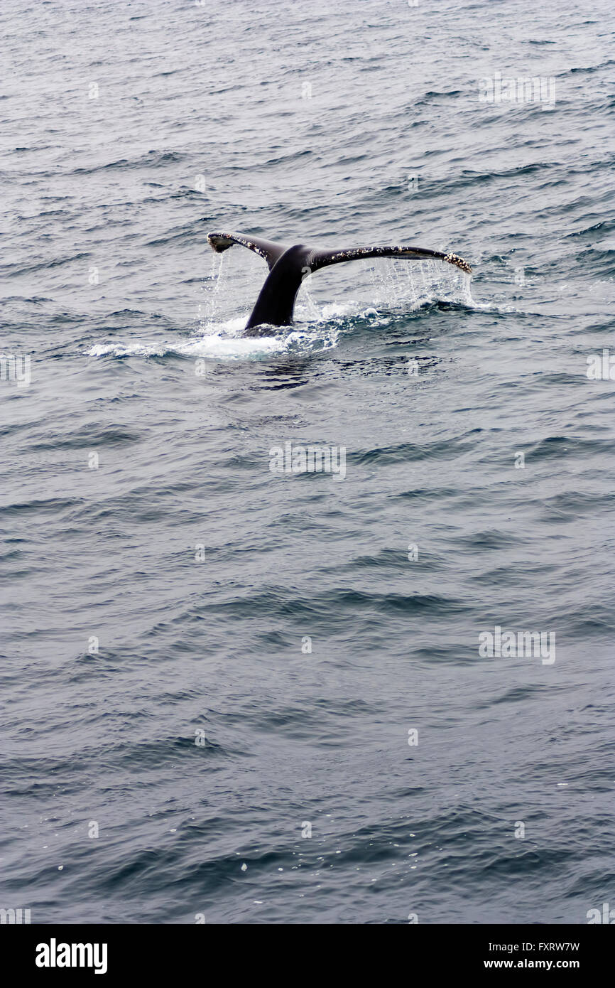 Humpback Whale Flukes Dripping Water Monterey Bay Stock Photo