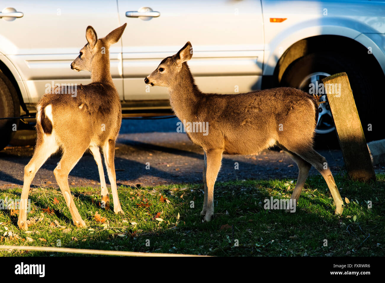 Two Young Deer Standing On Grass In Parking Lot Stock Photo