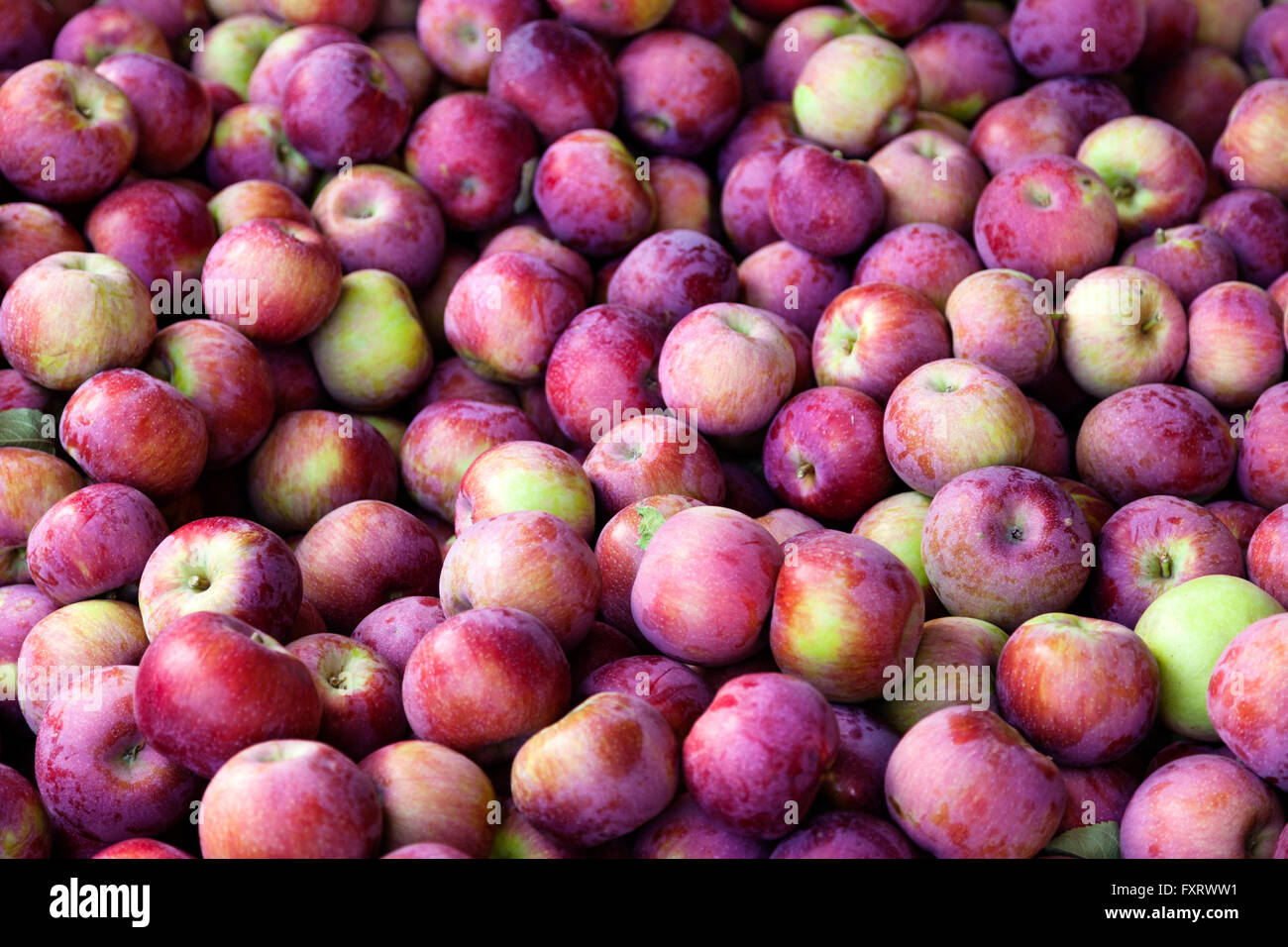 Bin of Red Apples After Fall Harvesting Stock Photo Alamy