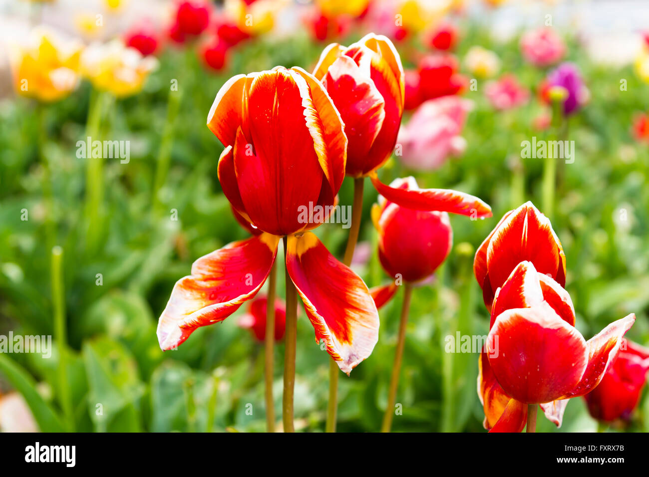 Red Tulips In Foreground Green Plants Background Stock Photo