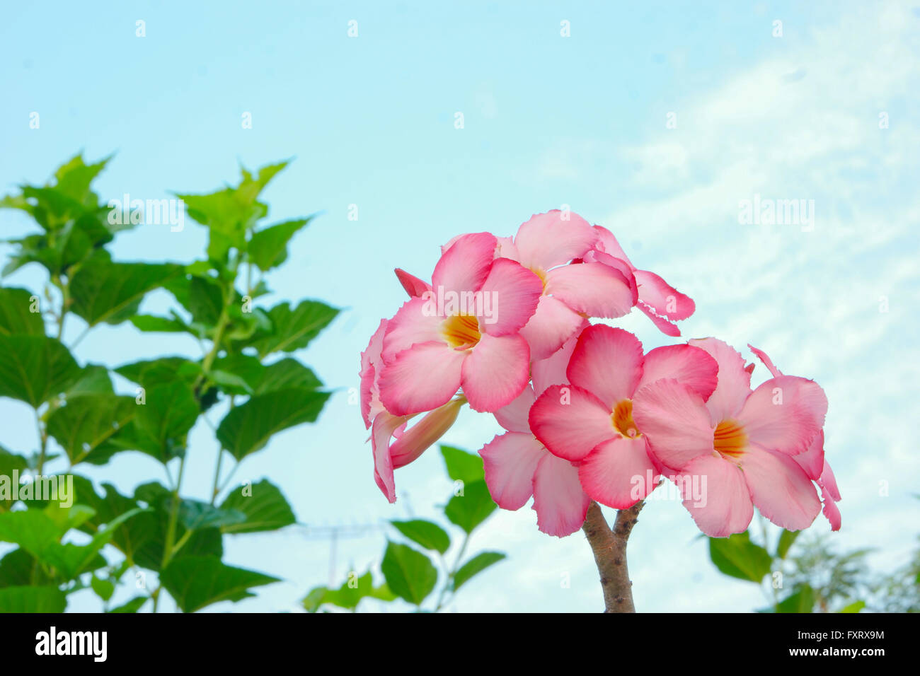 Adenium leaf hi-res stock photography and images - Alamy