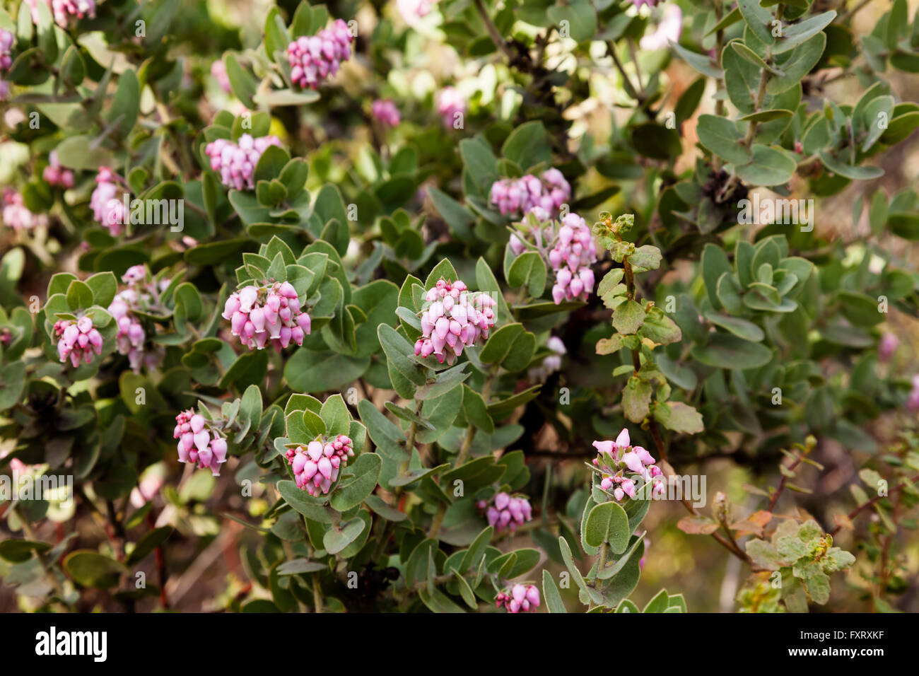 Manzanita Plant Flowers On Mount Diablo California Stock Photo