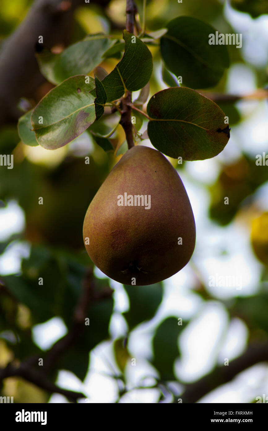 Tight Shot of Single Pear Hanging on Tree Stock Photo