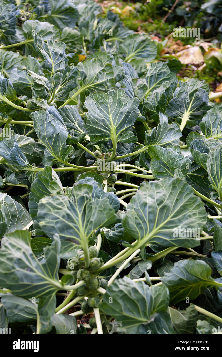 Green Brussel Sprouts Growing in Garden Stalks Stock Photo