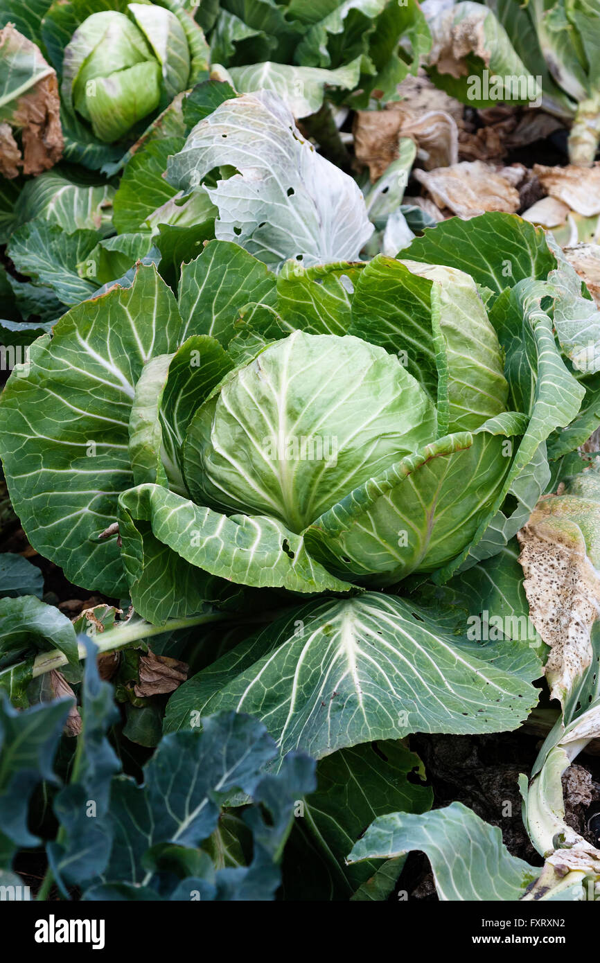 Green Cabbage Plants and Leaves Growing in Garden Stock Photo