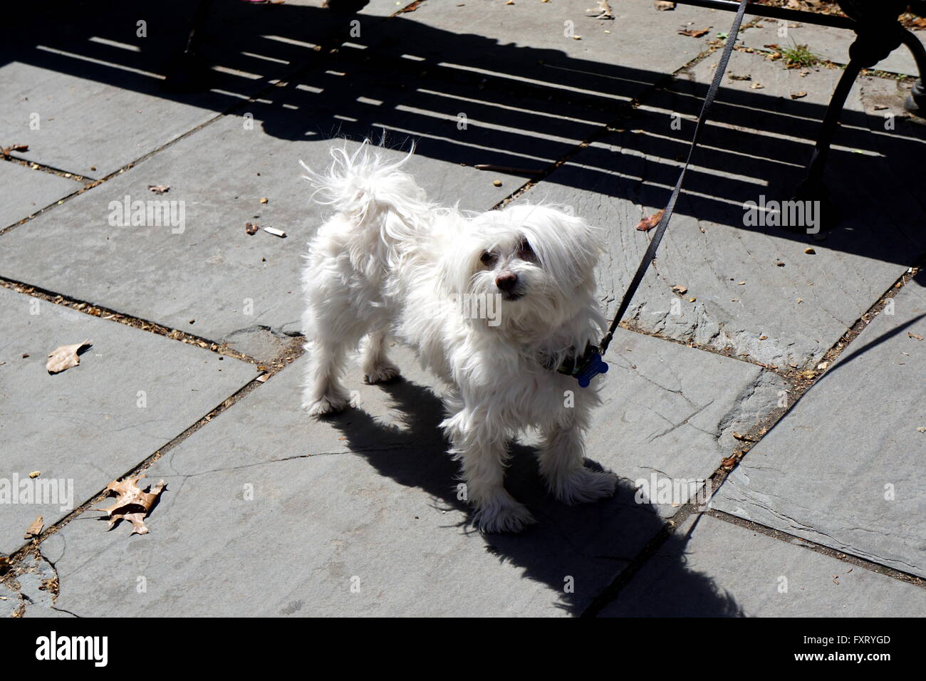 Furry Maltese Dog on a Leash Stock Photo