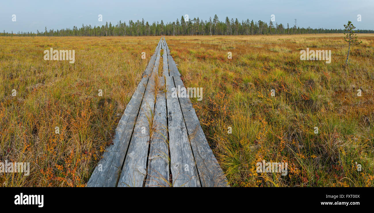 Autumn colors in Lapland, near the border of Finland and Russia. Wooden trekking path crosses a wet swamp. Stock Photo