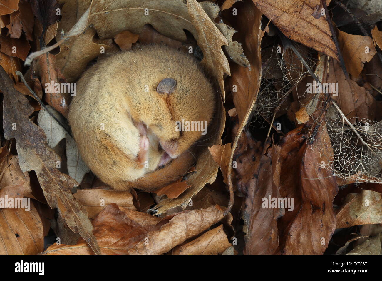 Hazel dormouse, Muscardinus avellanarius uk rodent Stock Photo