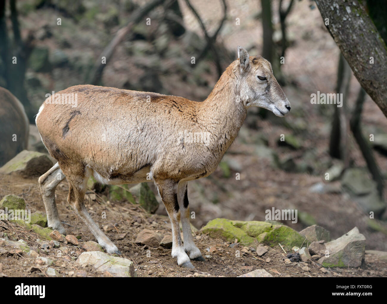 Cyprus Mouflon - Ovis orientalis ovion Endemic Wild Sheep Stock Photo