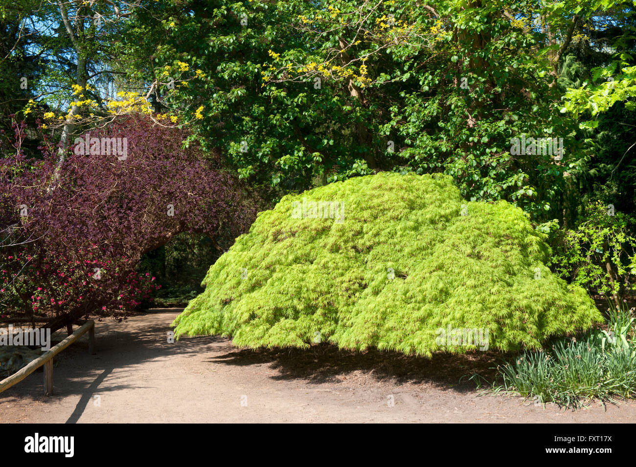 Deutschland, NordrheinWestfalen, KölnRodenkirchen, Forstbotanischer