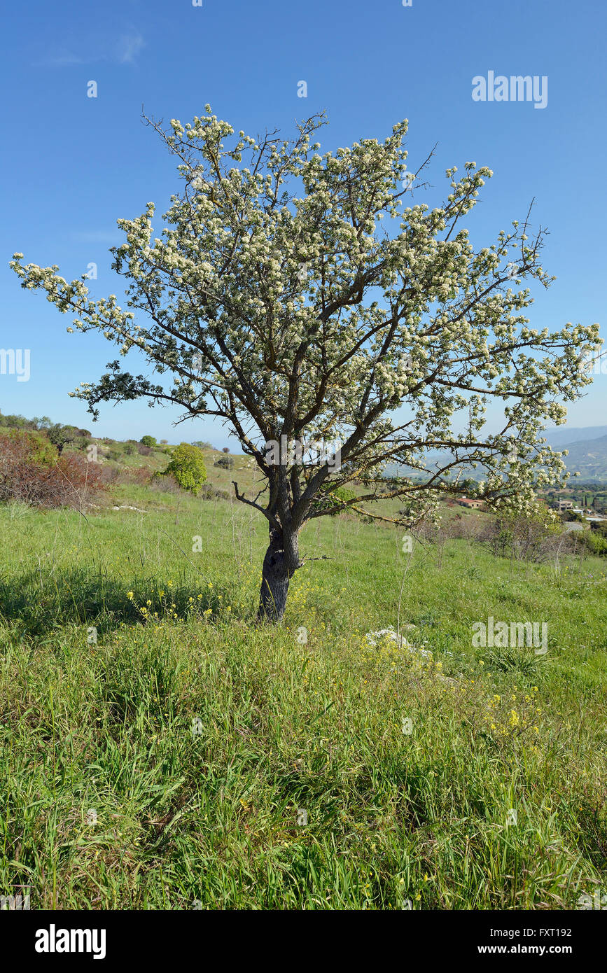 Mediterranean Hawthorn - Crataegus azarolus Small tree in field Stock Photo