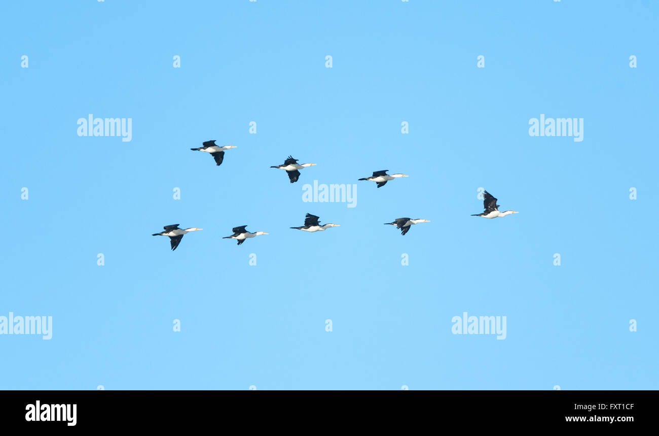 Pied Cormorants flying in V Formation (Phalacrocorax varius), the