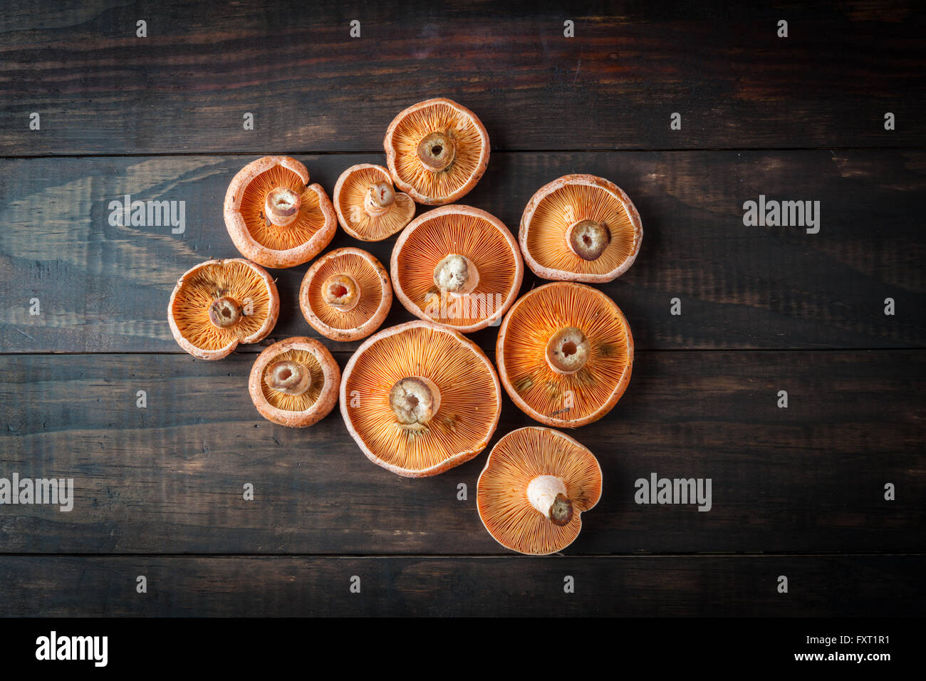 Orange edible mushrooms - Saffron Milk Cap on rustic brown wooden table. Top view with copy space. Stock Photo