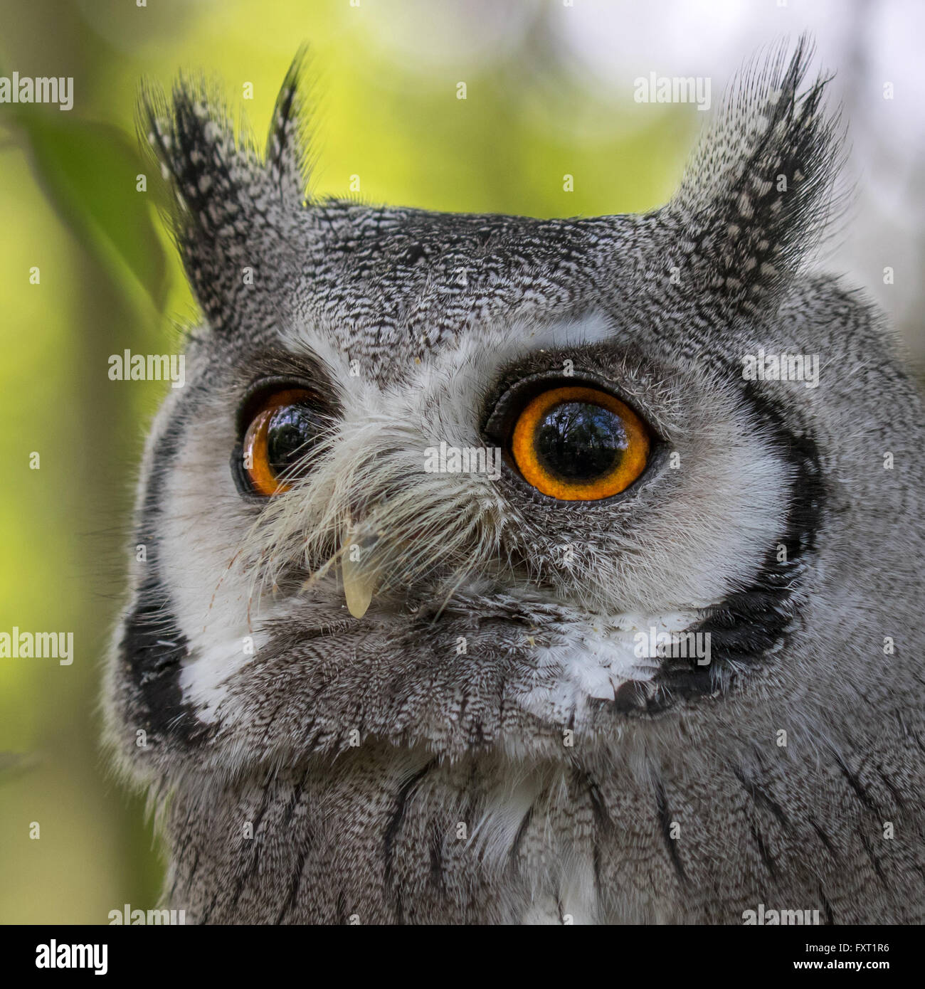 White Faced Scops Owl Stock Photo