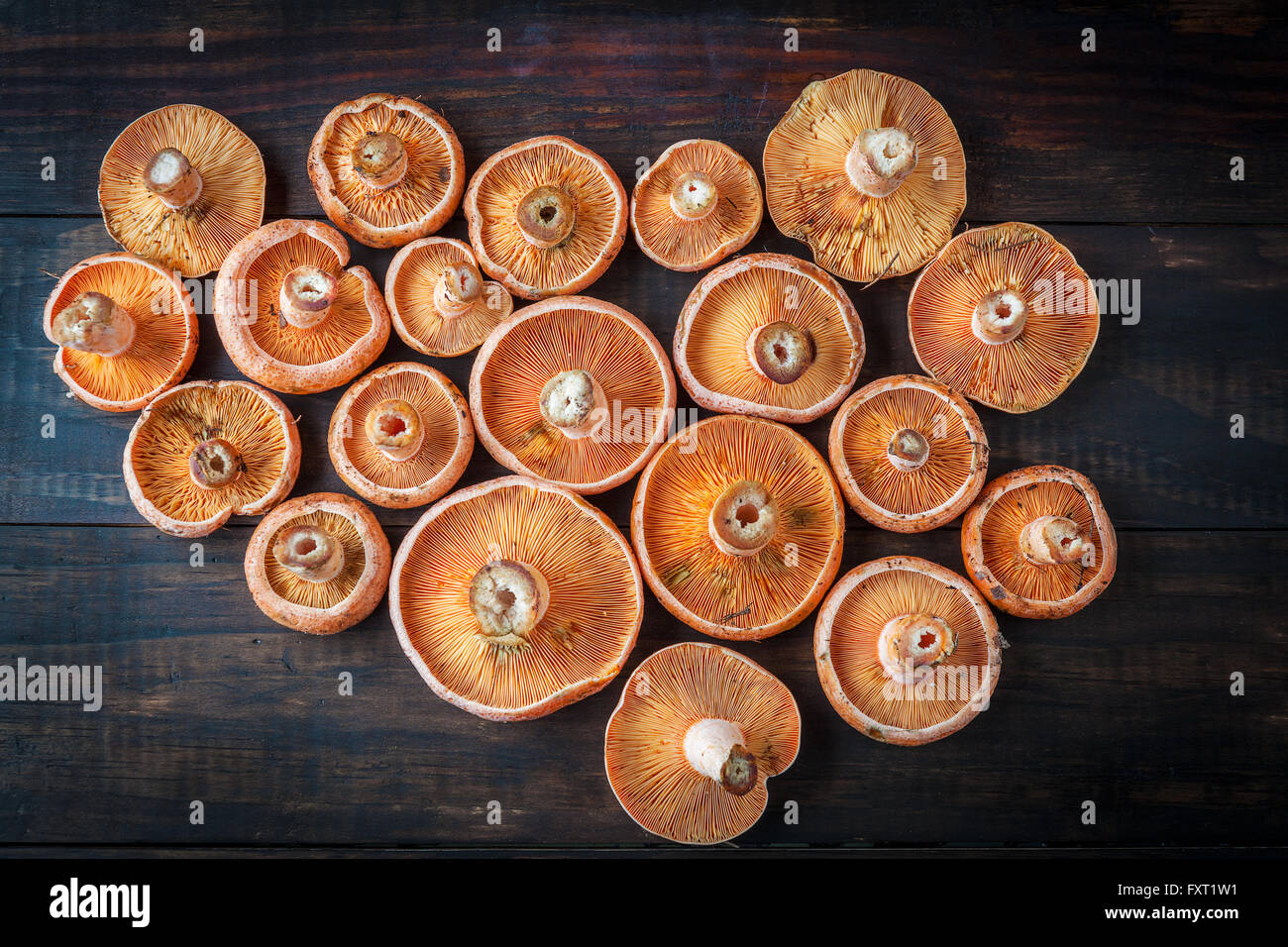 Orange edible mushrooms - Saffron Milk Cap on rustic brown wooden table. Top view. Stock Photo