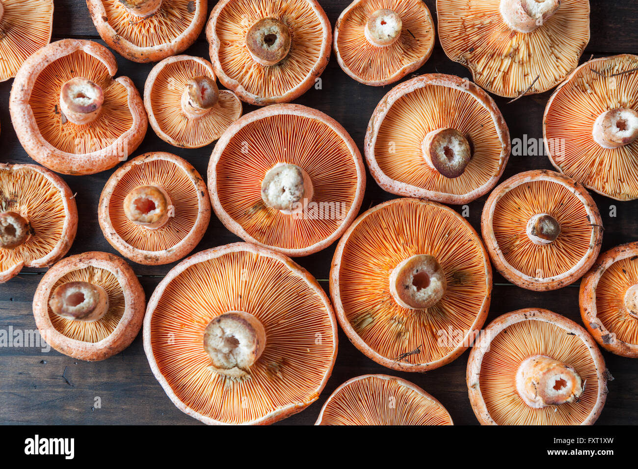 Orange edible mushrooms - Saffron Milk Cap on rustic brown wooden table. Top view. Stock Photo