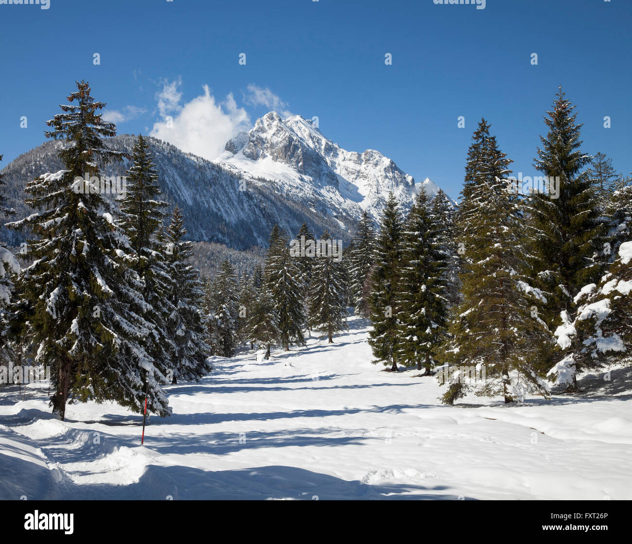 Snowy pine forest hi-res stock photography and images - Alamy