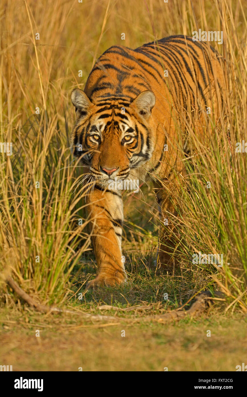 Bengal or Indian tiger (Panthera tigris tigris) walking through tall
