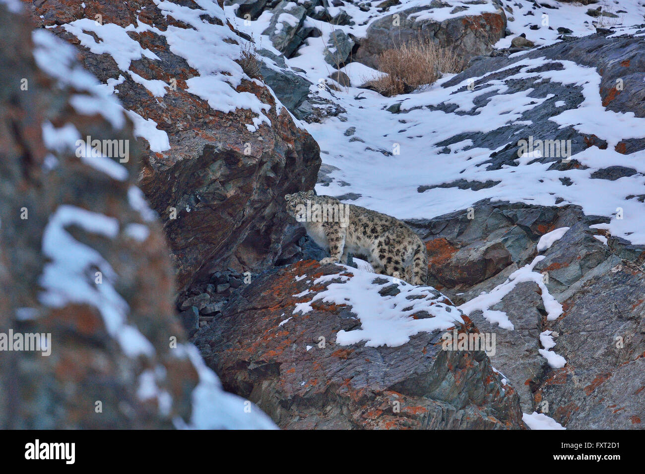 Snow Leopard (Panthera uncia, Uncia uncia) walking on rocky slopes, Hemis National Park, Ladakh, India Stock Photo