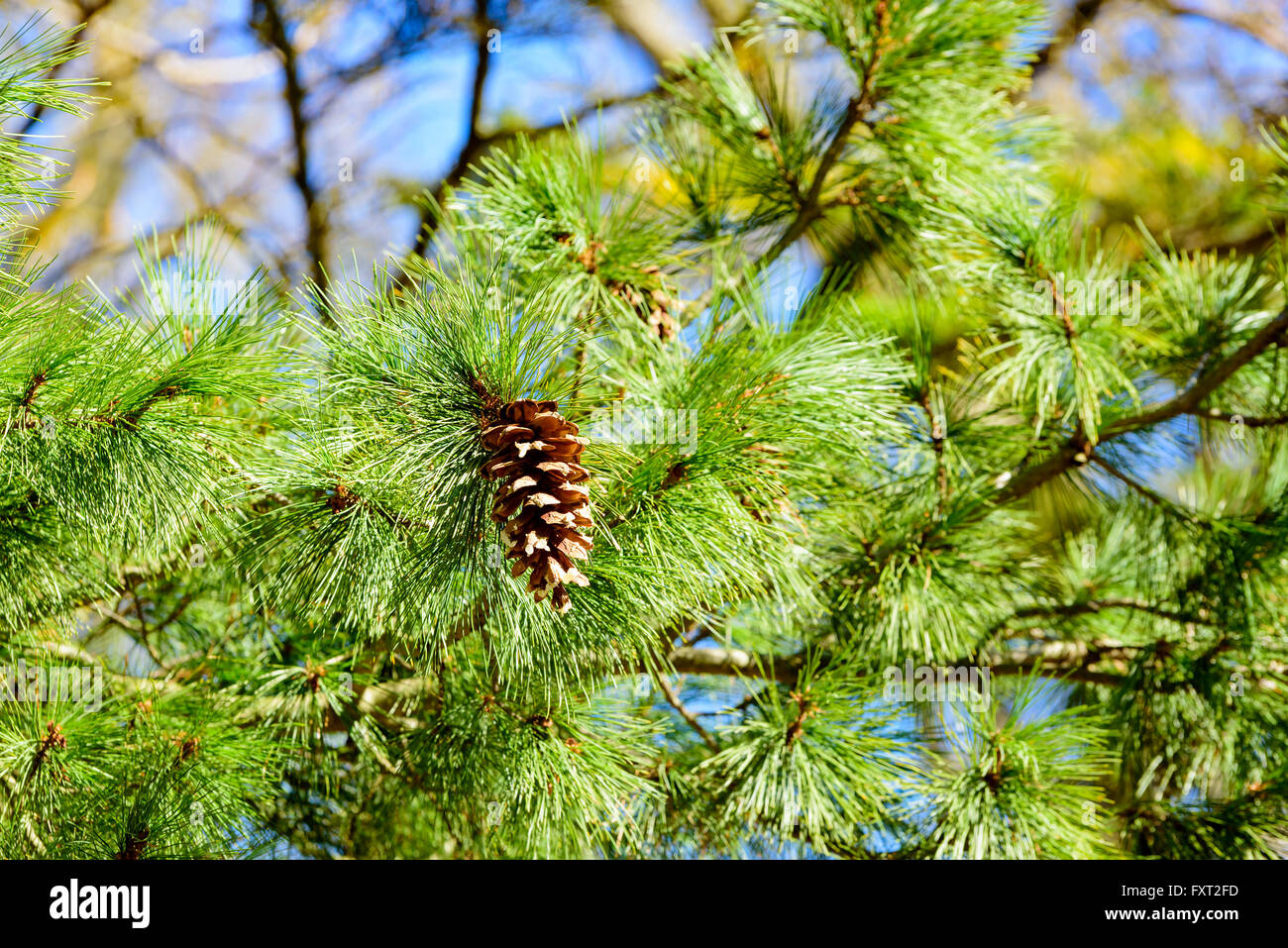 Pinus peuce, the Macedonian pine, here seen close up with one of its matured cones. Stock Photo