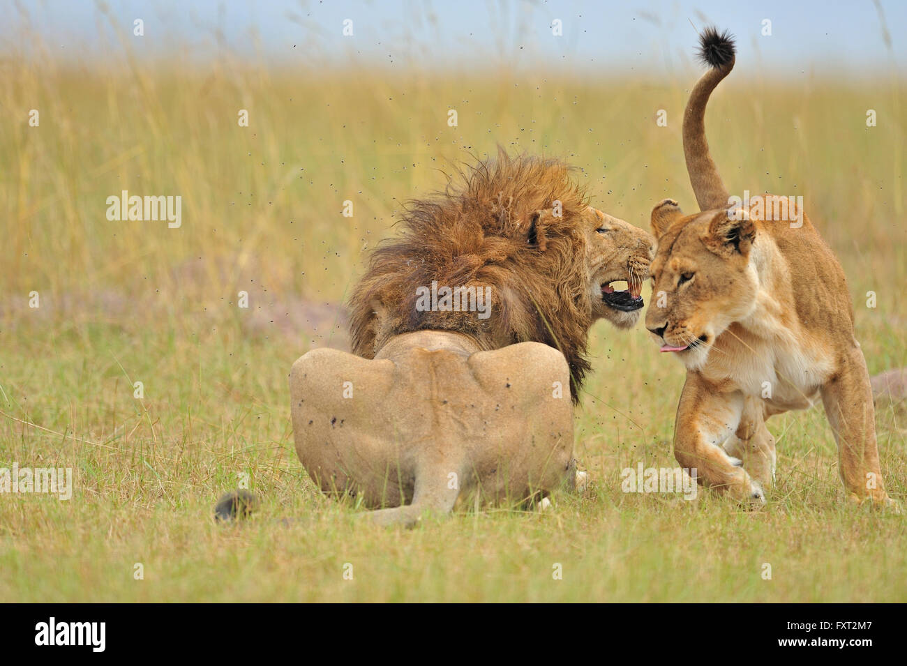 Mating Lions (Panthera leo), Masai Mara National Reserve, Kenya Stock ...