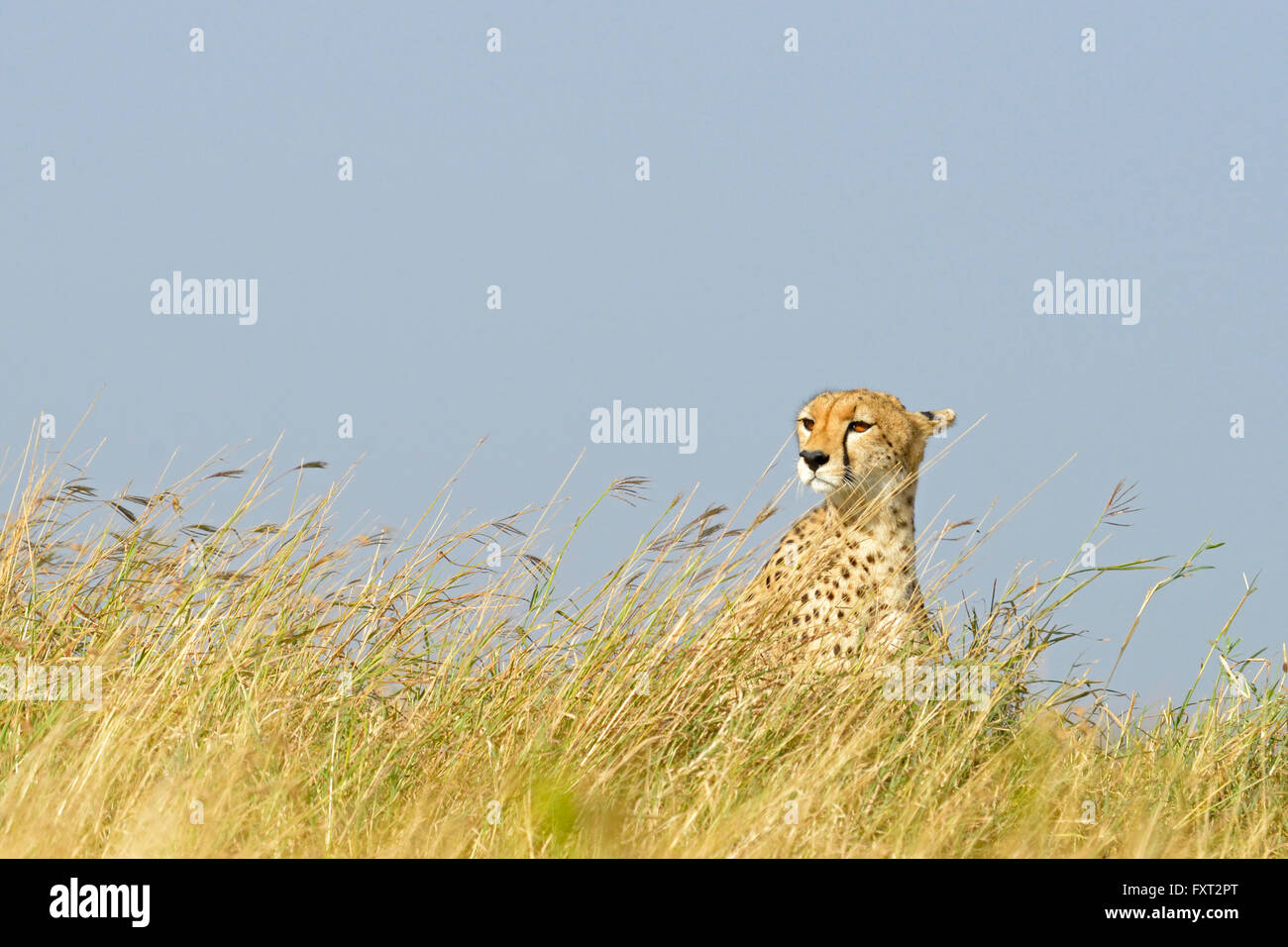 Masai mara grasslands hires stock photography and images Alamy