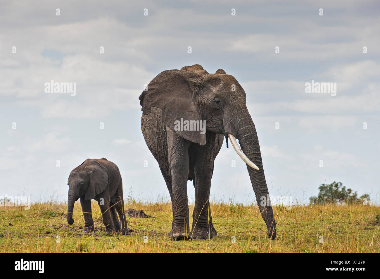 African Elephant (Loxodonta africana), female with her calf, Masai Mara ...
