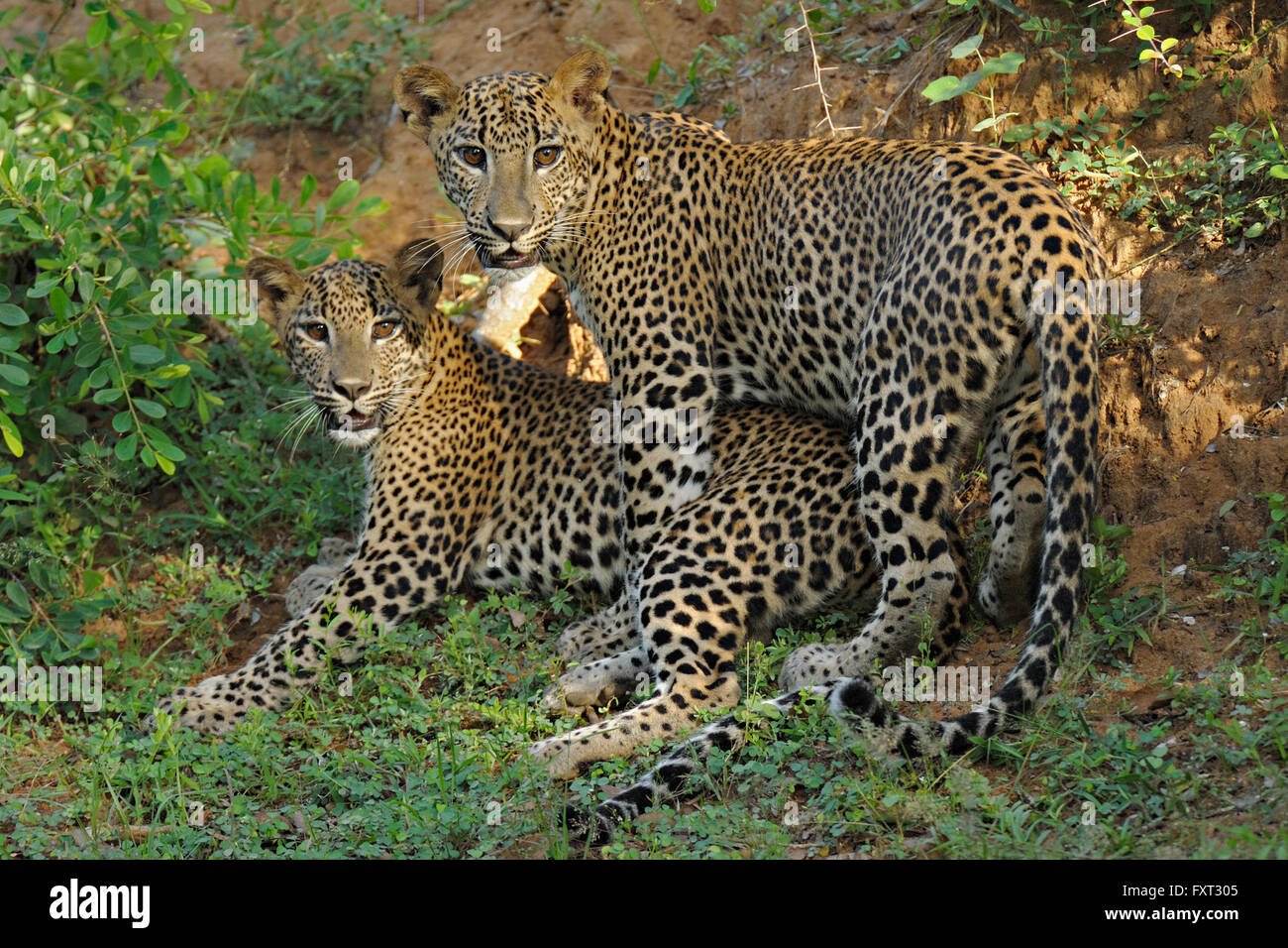 Two Sri Lankan Leopards (Panthera pardus kotiya), Yala National Park, Sri Lanka Stock Photo