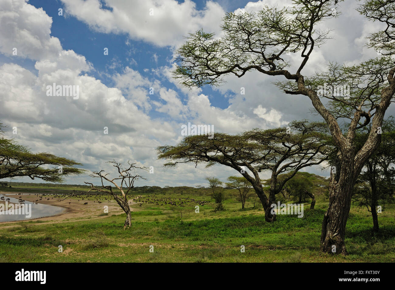 Woodlands with acacias in Ndutu, Ngorongoro Conservation Area, Tanzania Stock Photo