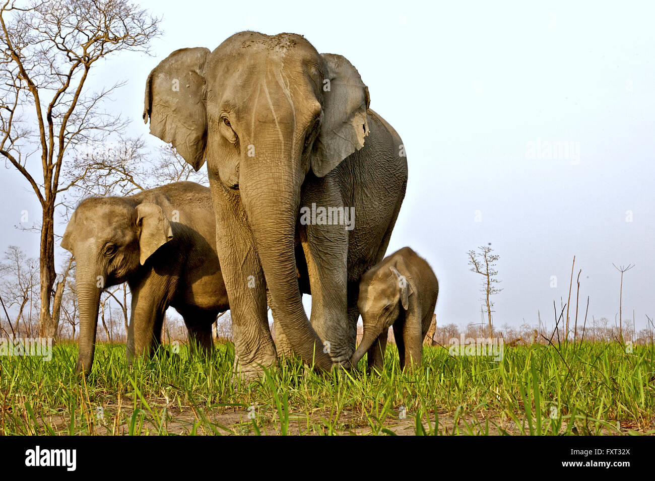 Asian or Asiatic Elephant (Elephas maximus), female with her calves, Kaziranga National Park, Assam, India Stock Photo