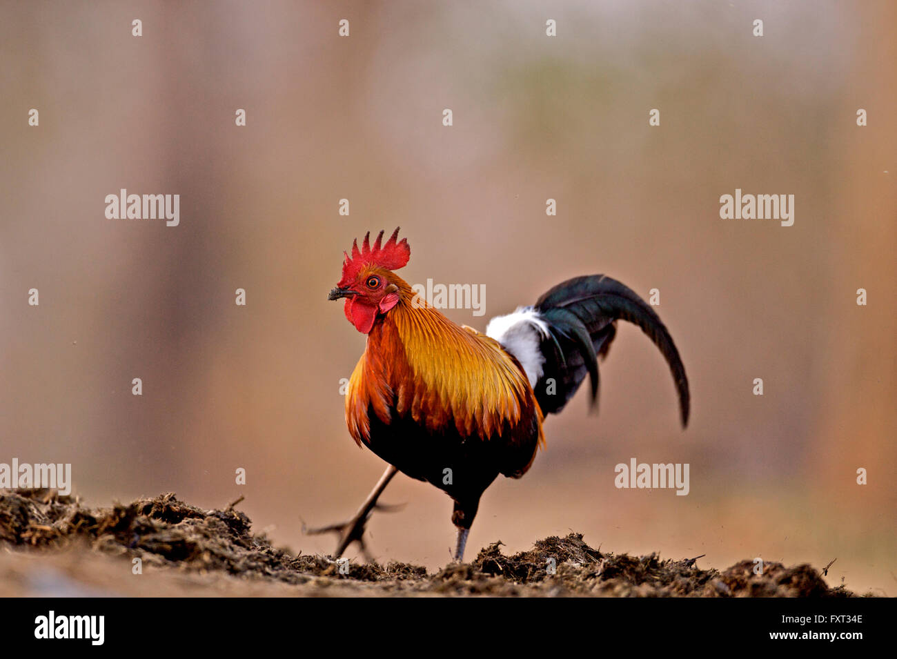 Jungle fowl hires stock photography and images Alamy