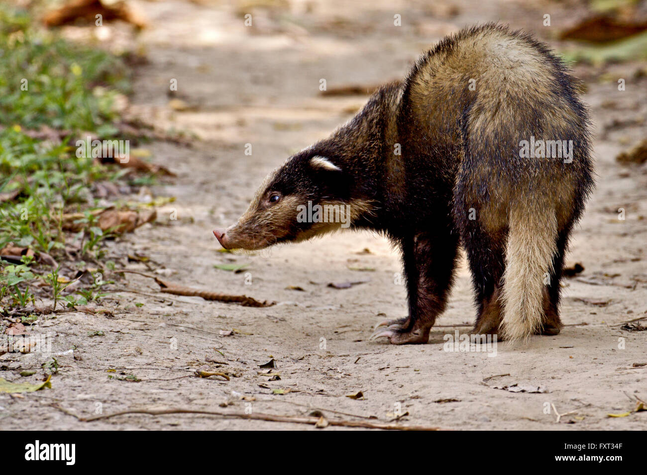 Hog Badger (Arctonyx collaris), Kaziranga National Park, Assam, India Stock Photo
