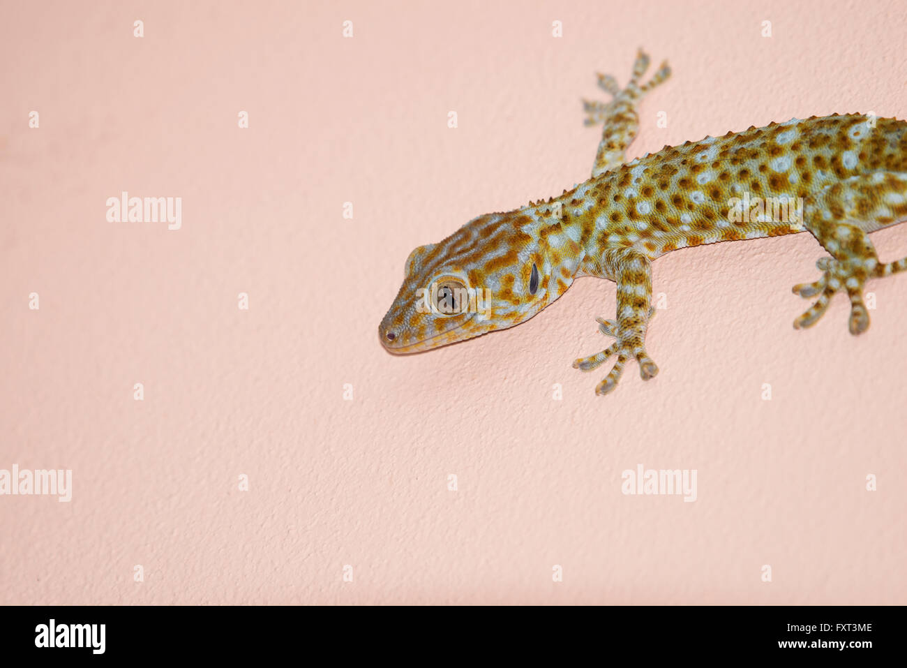 Common house gecko hires stock photography and images Alamy