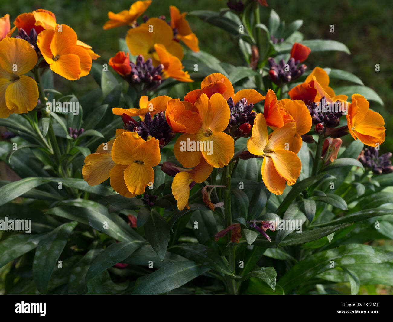 Erysimum 'Rysi Copper' flowers Stock Photo
