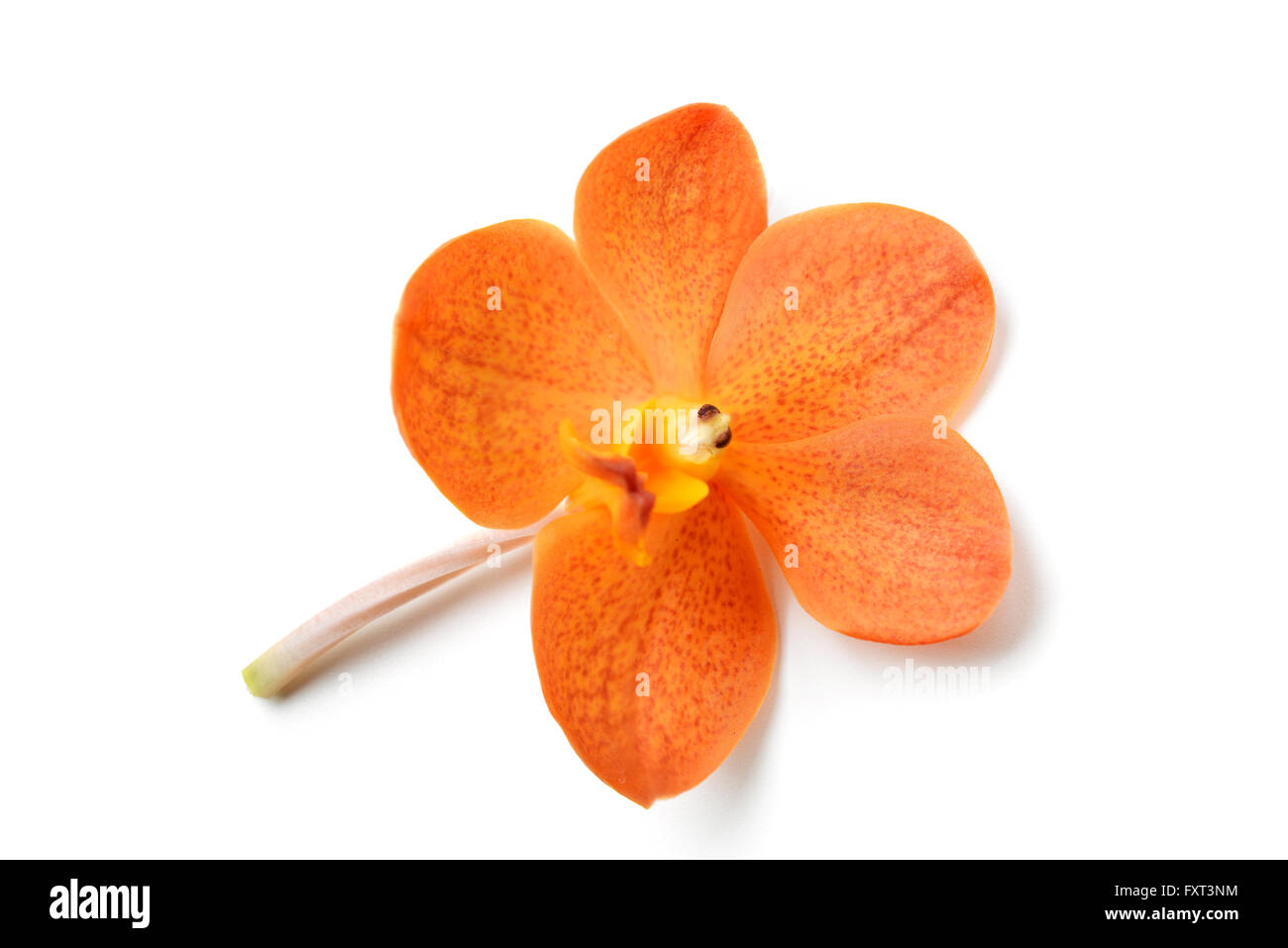orange orchid isolated on white background Stock Photo - Alamy