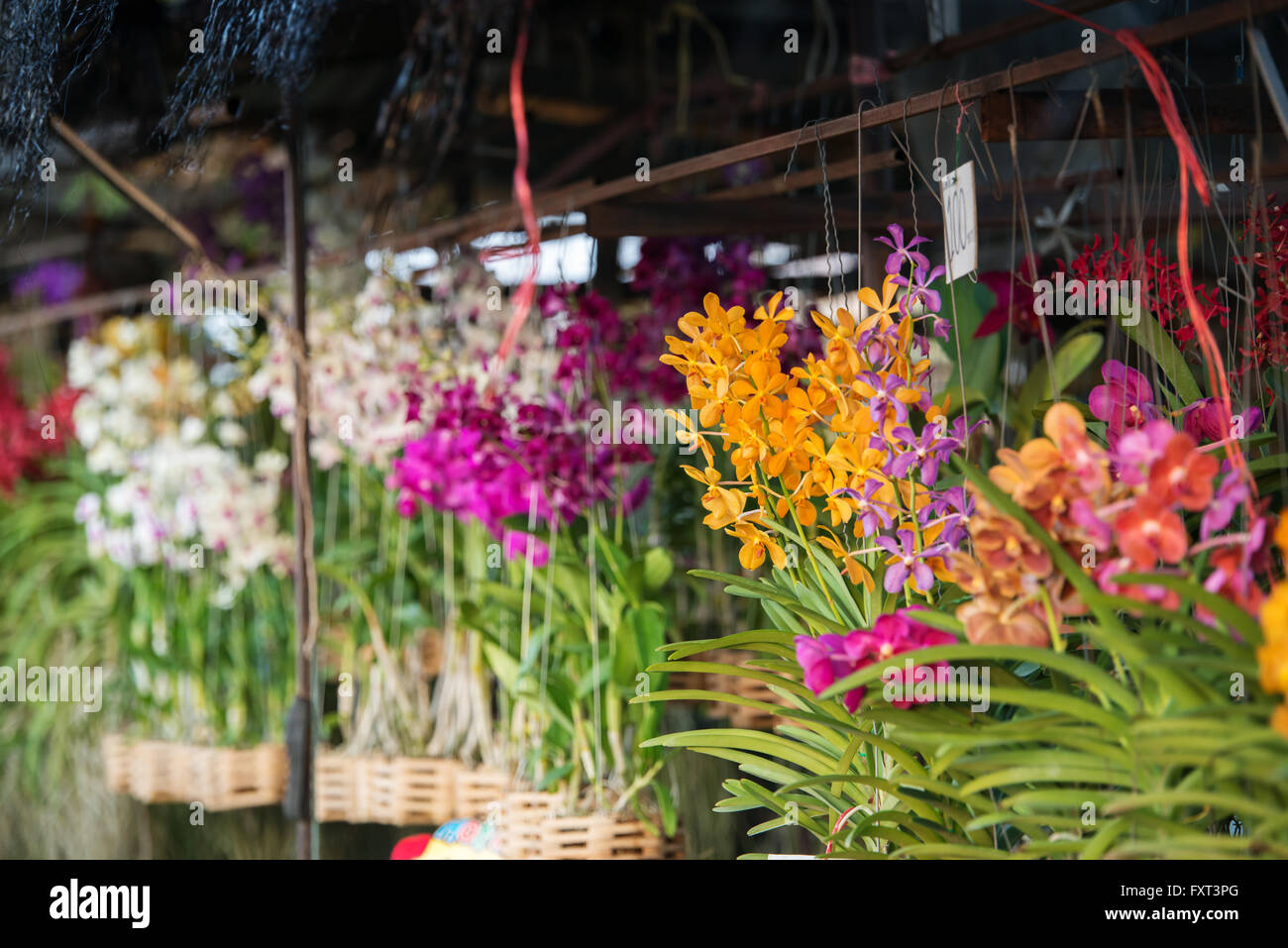 orchid flower store in Thailand Stock Photo