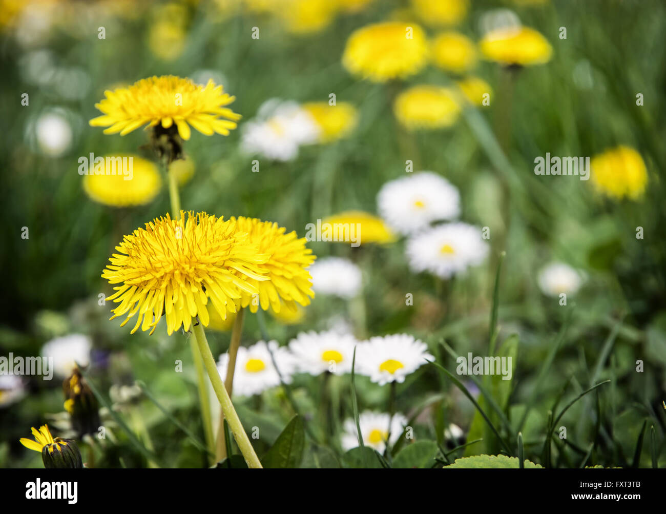 Yellow dandelions and ox-eye daisies in the meadow. Close up natural scene. Stock Photo