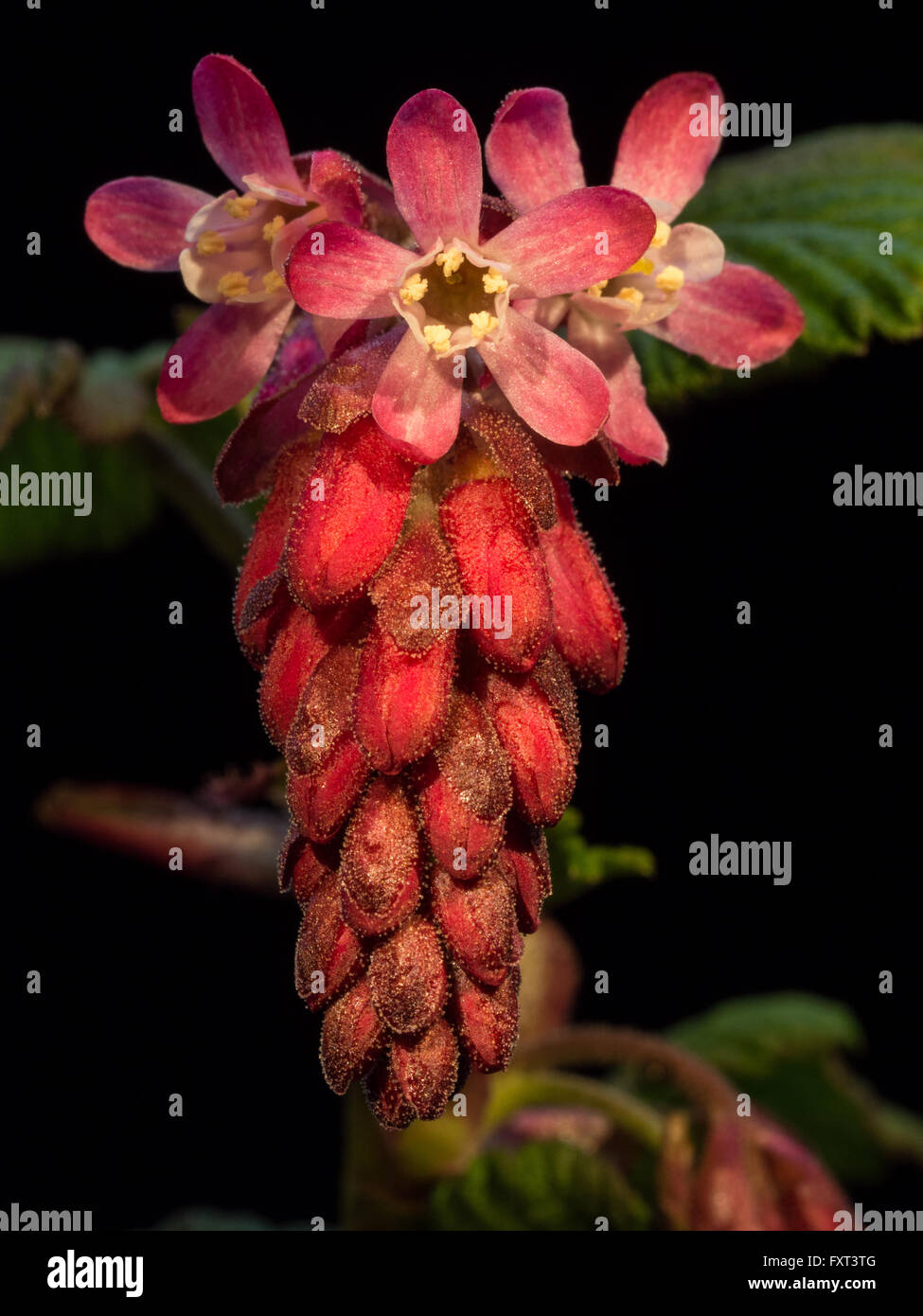 Close up of a flowering currant flower Stock Photo