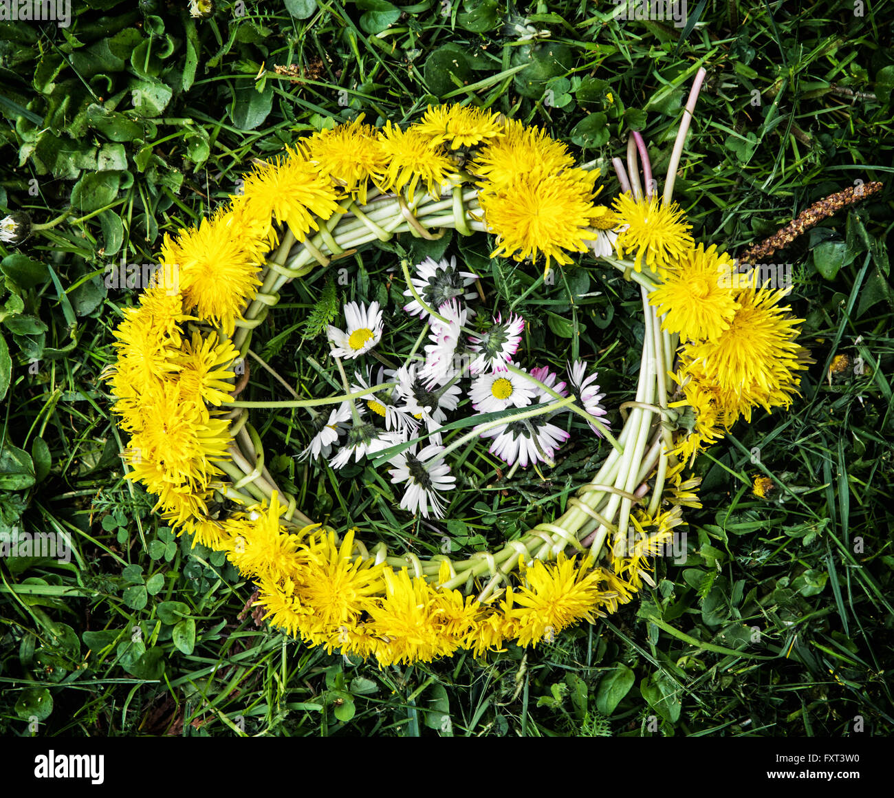 Wreath of dandelions with ox-eye daisies in the green grass. Seasonal natural scene. Stock Photo
