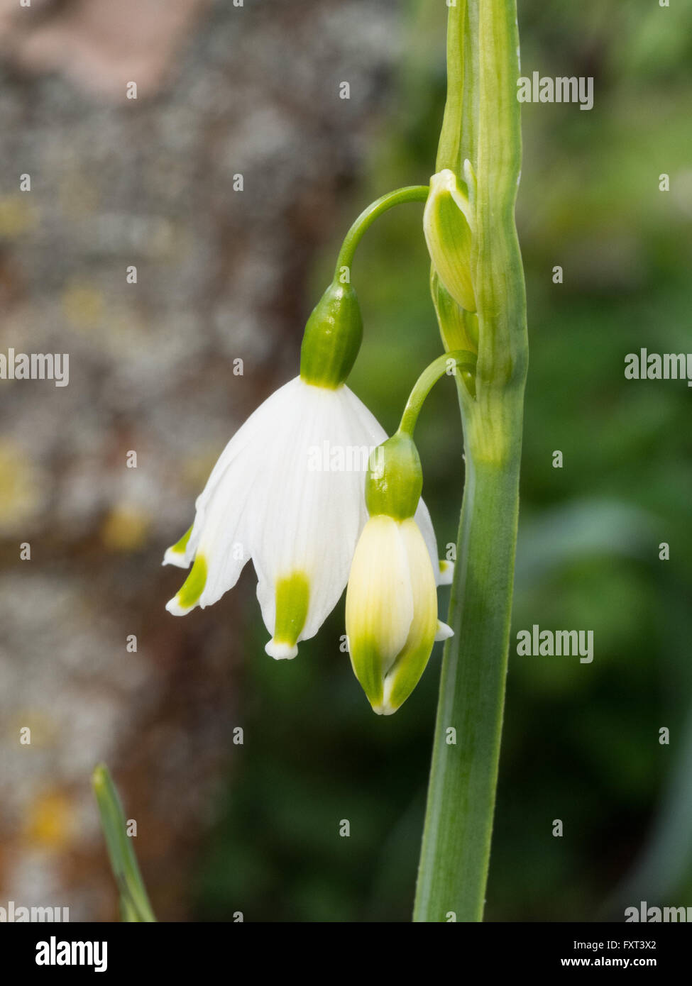 Giant Flowers Hi Res Stock Photography And Images Alamy