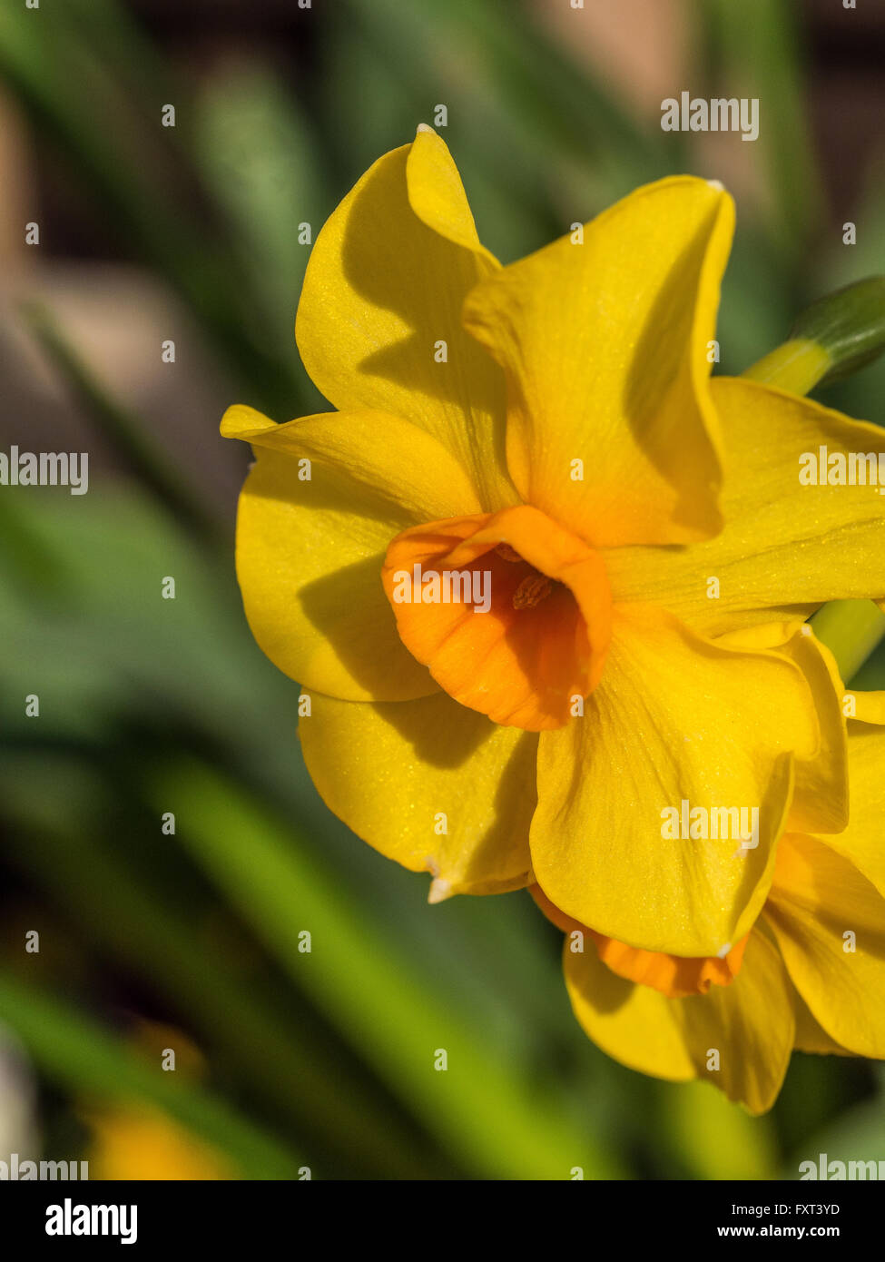 Narcissus 'Hoopoe' single flower Stock Photo