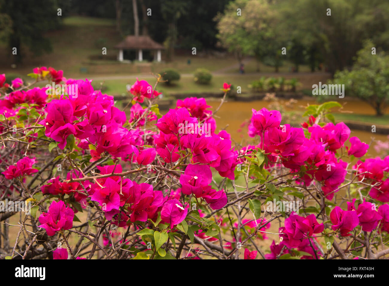 Sri Lanka, Kandy, Peradeniya Botanical Gardens, pink bougainvillea