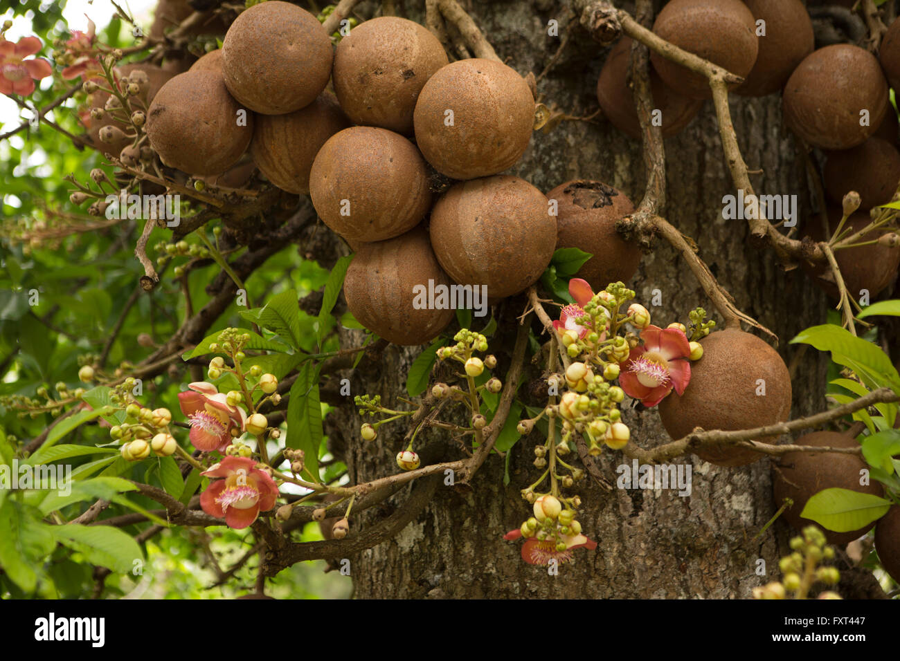 Sri Lanka, Kandy, Peradeniya Botanical Gardens, Cannonball tree fruit and flowers Stock Photo