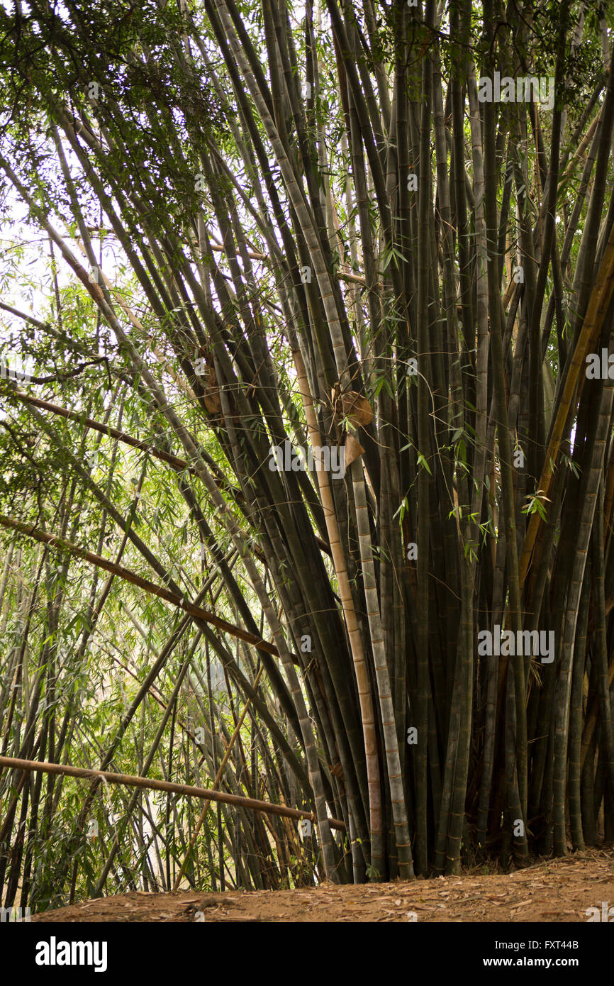 Sri Lanka, Kandy, Peradeniya Botanical Gardens, Giant Bamboo, Dendrocalamus Giganteus Stock Photo