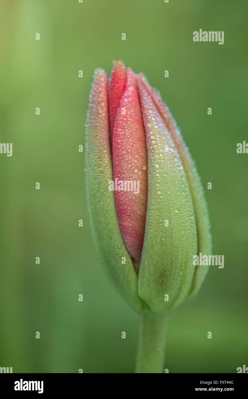 Unopened Tulip flower covered with morning dew. Stock Photo