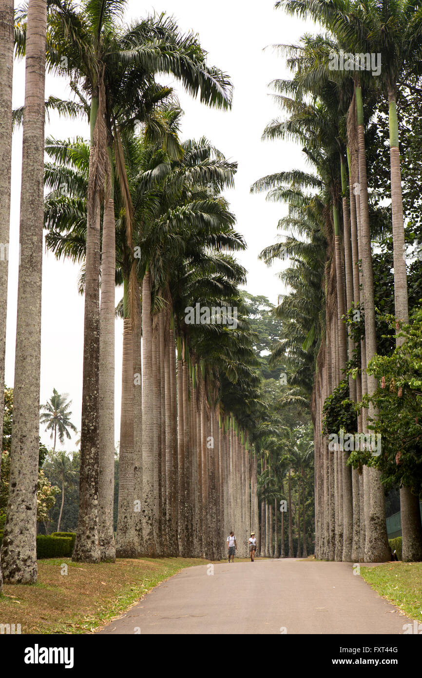 Sri Lanka, Kandy, Peradeniya Botanical Gardens, Cabbage Palm Avenue Stock Photo